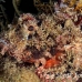 scorpionfish_raggy_fb_bb_si_h_0179_kom0885.jpg